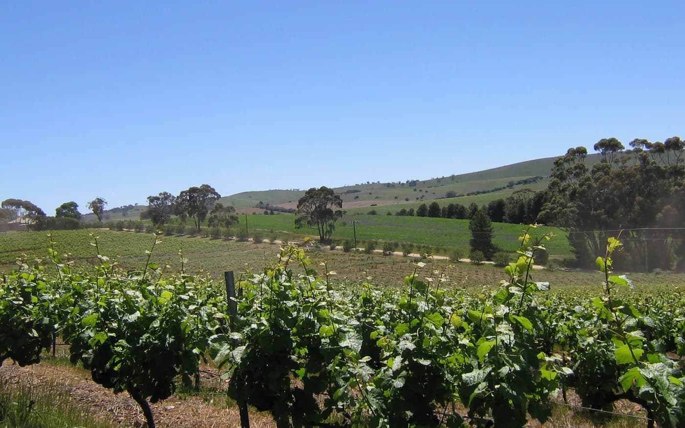 View of Clare Valley in South Australia