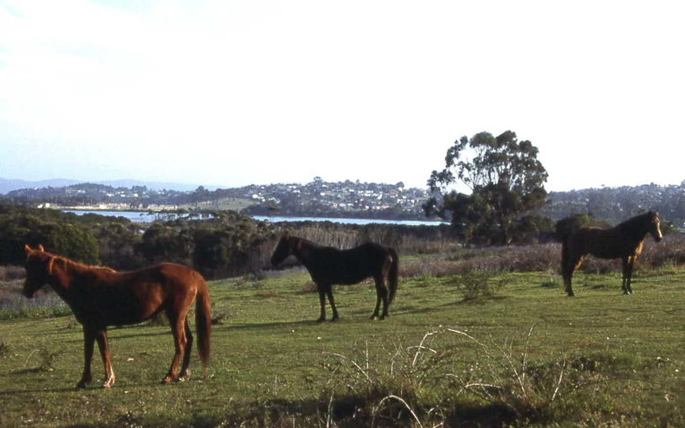 View of Eden in New South Wales
